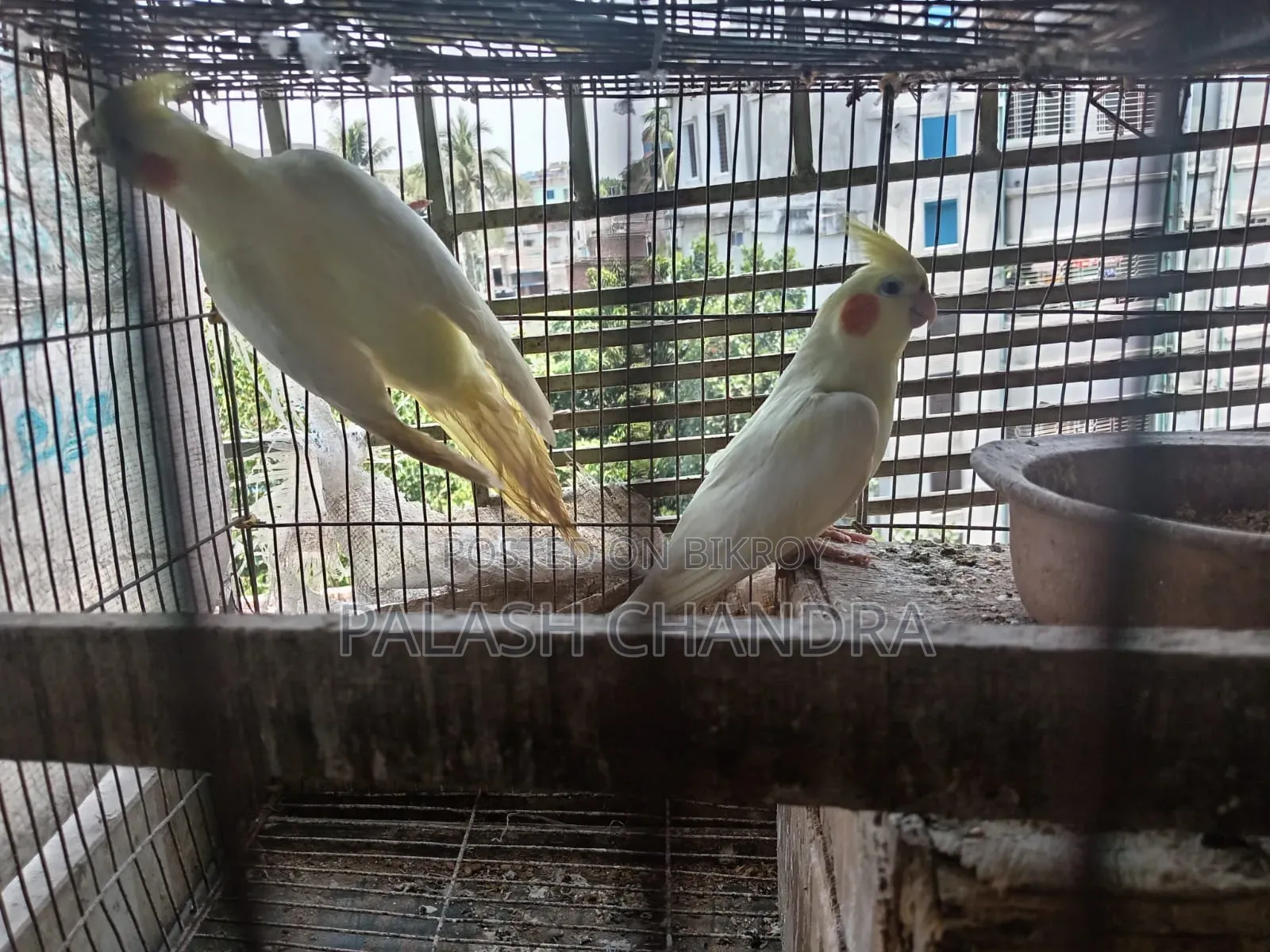 Cockatiel Birds