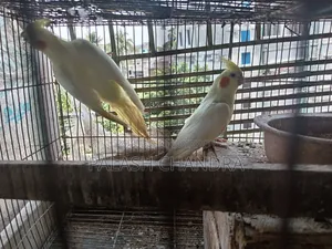 Cockatiel Birds
