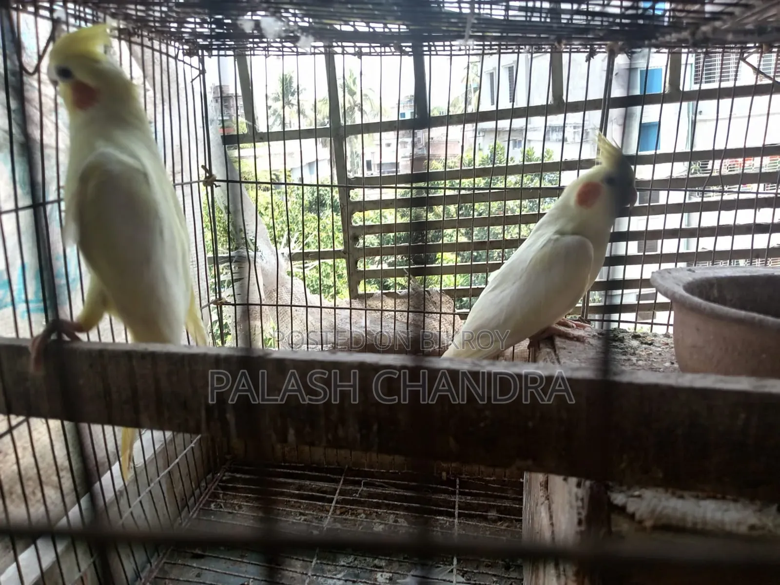 Cockatiel Birds