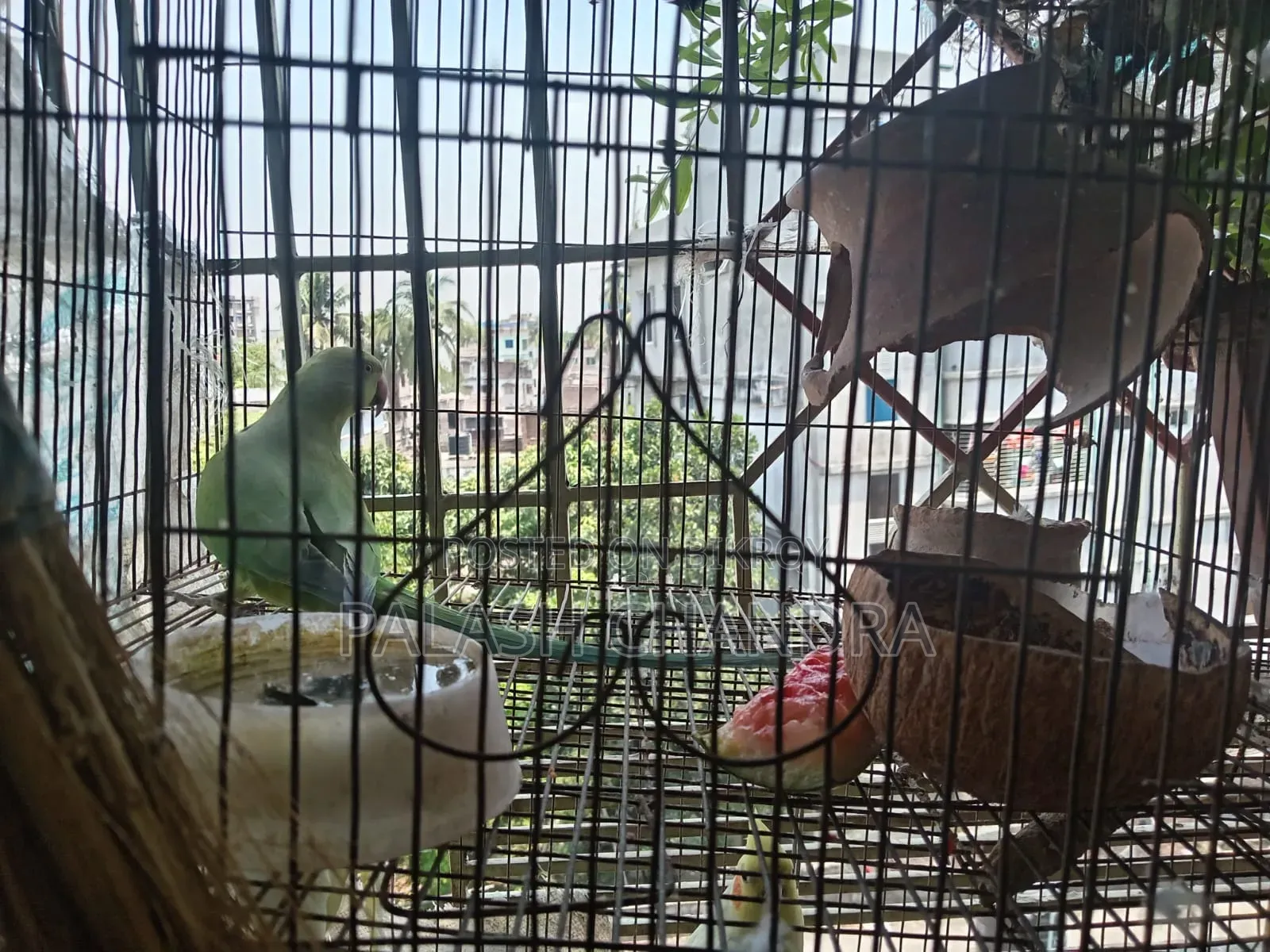 Cockatiel Birds
