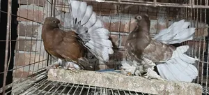 Ribontail Indian Fantail Chicks