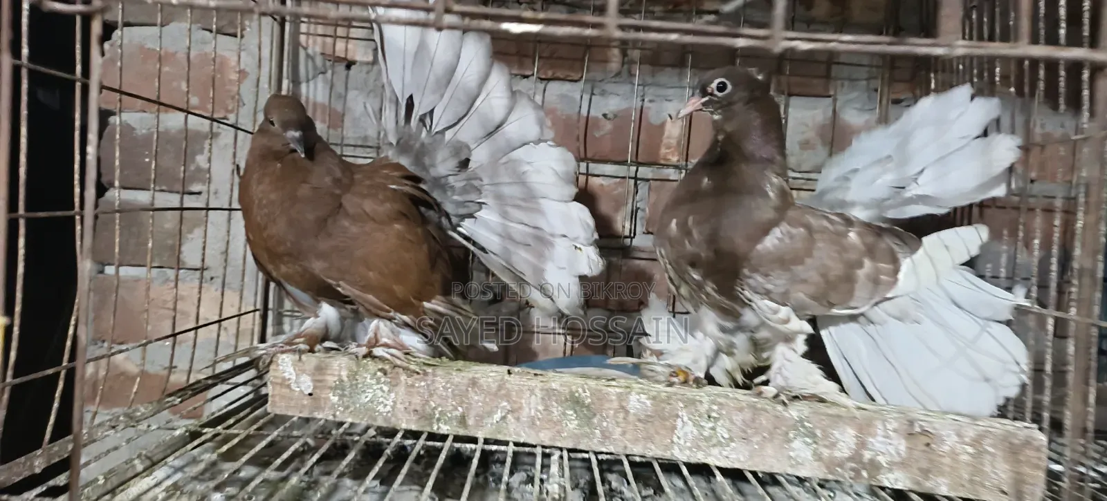 Ribontail Indian Fantail Chicks