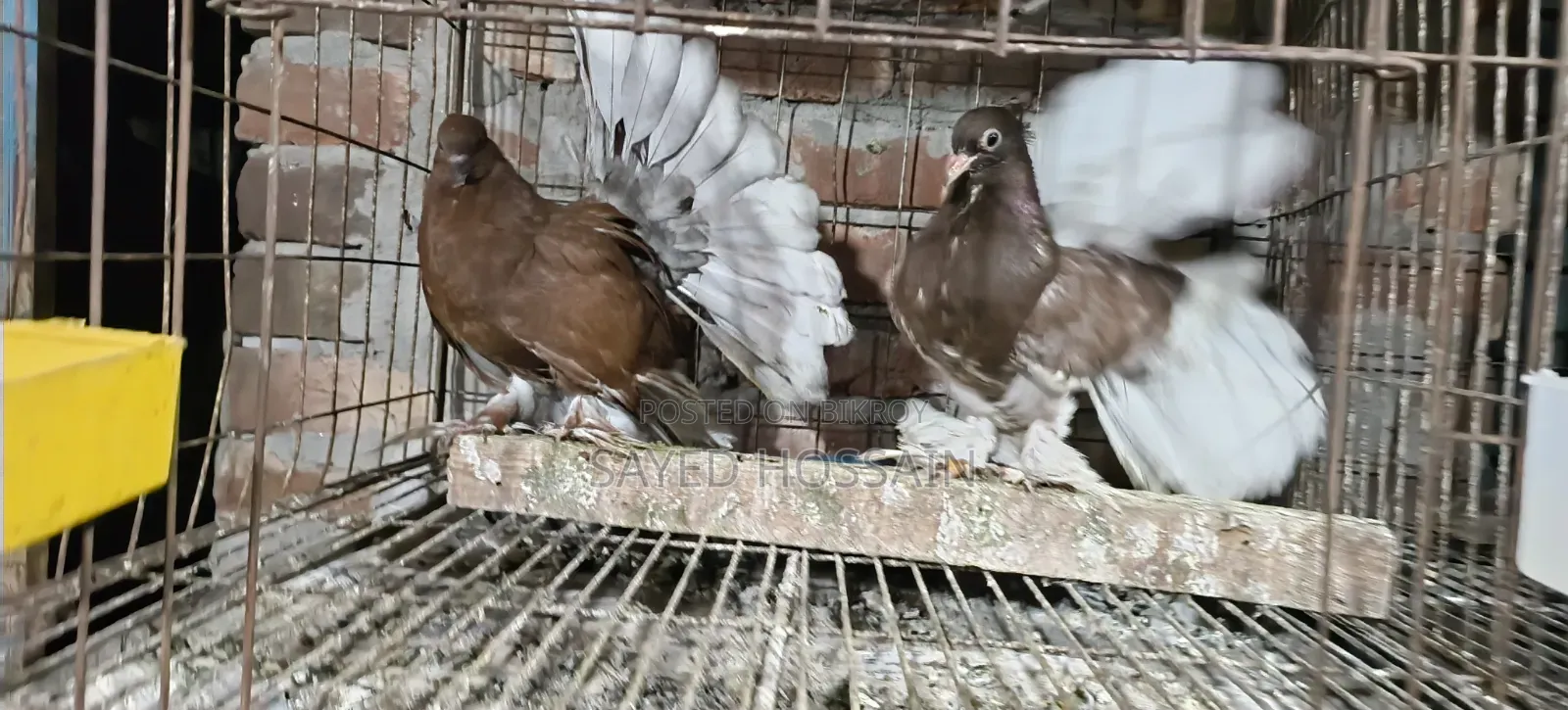 Ribontail Indian Fantail Chicks