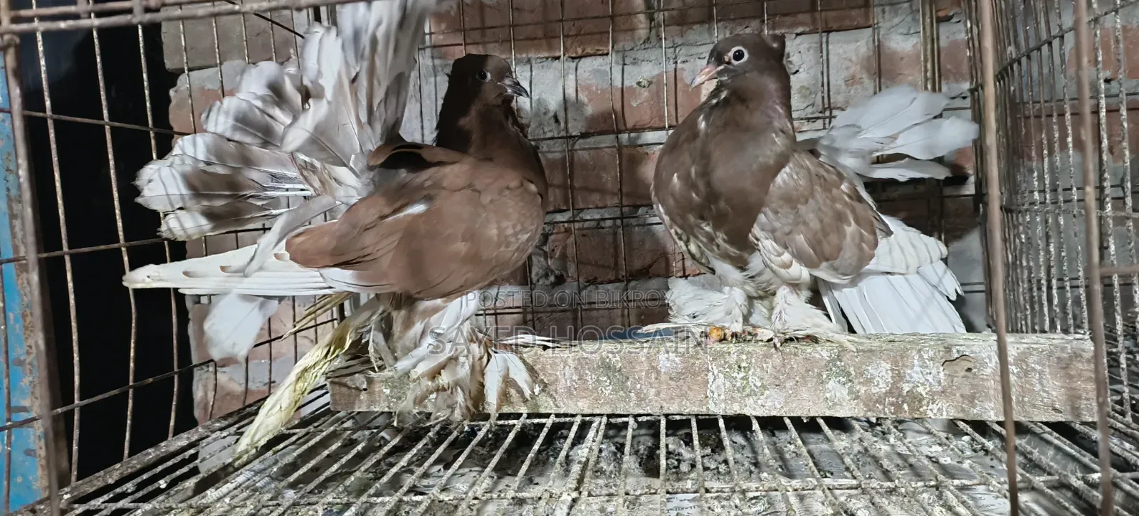 Ribontail Indian Fantail Chicks