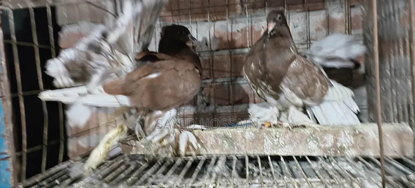 Ribontail Indian Fantail Chicks