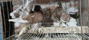 Ribontail Indian Fantail Chicks