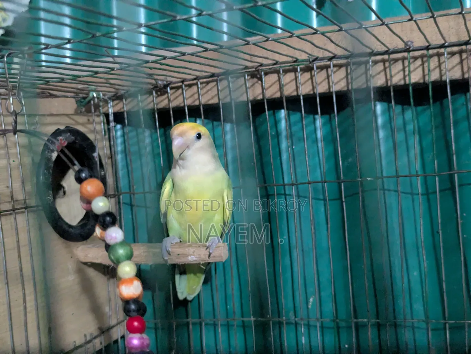 Male Love Bird