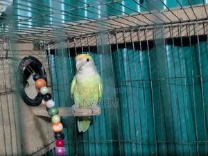 Male Love Bird
