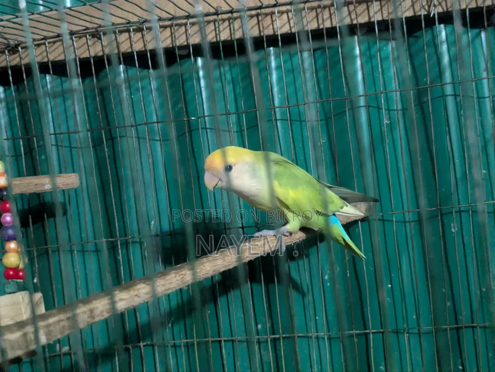 Male Love Bird