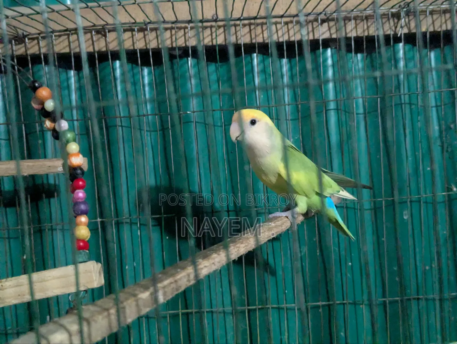 Male Love Bird