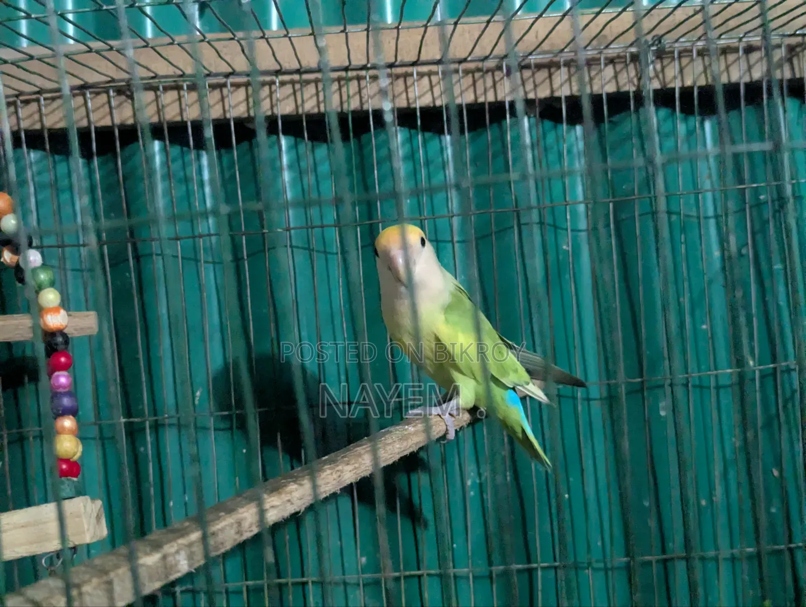 Male Love Bird