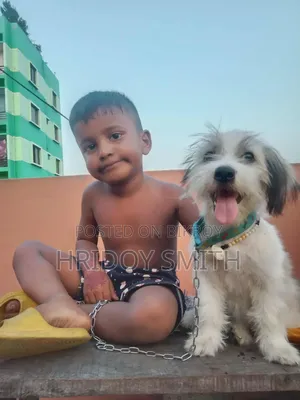 6-12 Months Male Purebred Dog