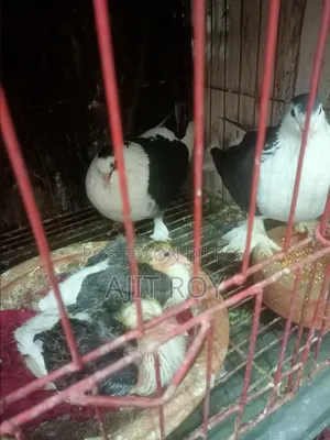 A Pair of Siraji Pigeons with Chicks