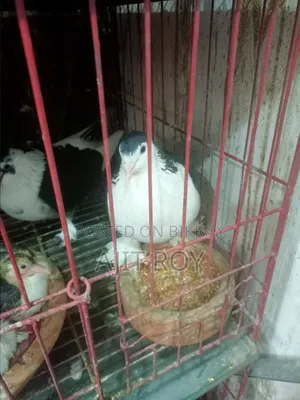 A Pair of Siraji Pigeons with Chicks