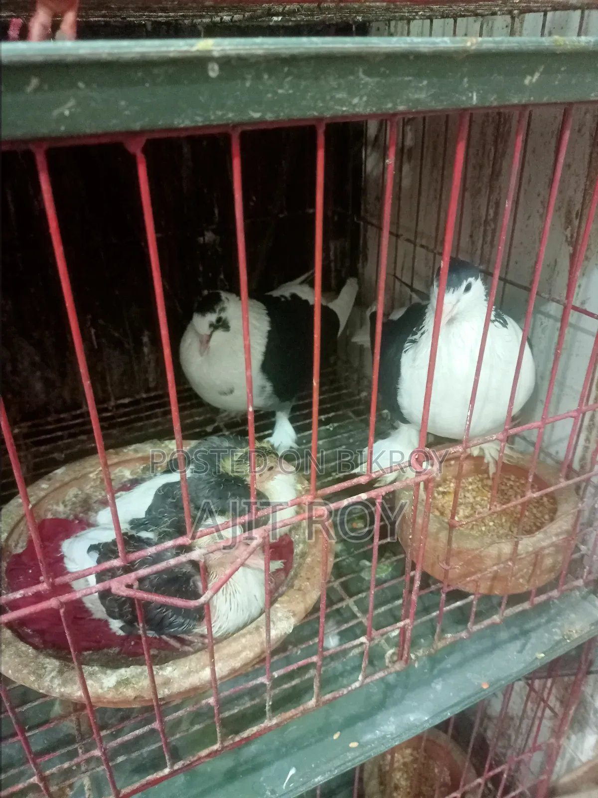 A Pair of Siraji Pigeons with Chicks