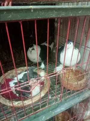 A Pair of Siraji Pigeons with Chicks