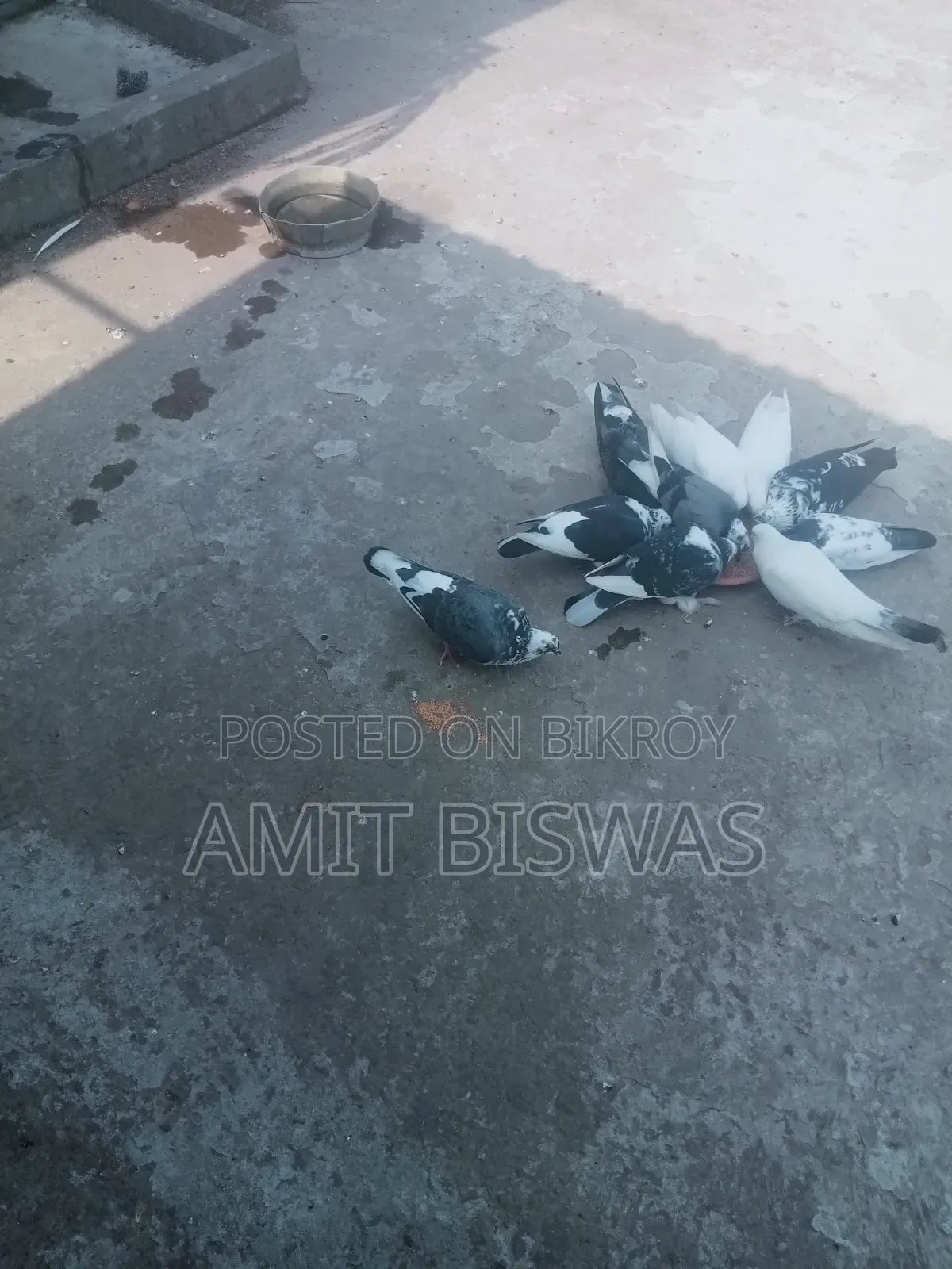 Pigeon for Sale