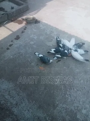 Pigeon for Sale