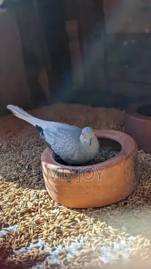 Dove Bird