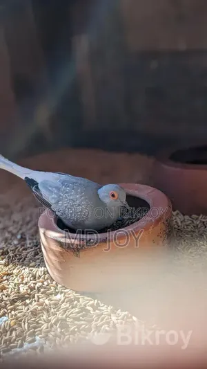 Dove Bird
