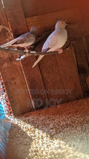 Dove Bird
