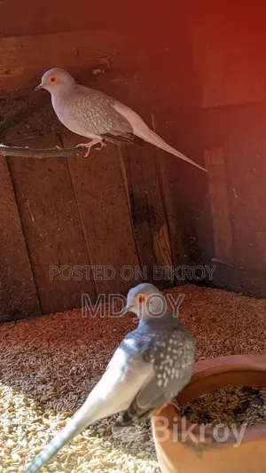 Dove Bird