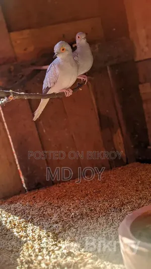 Dove Bird