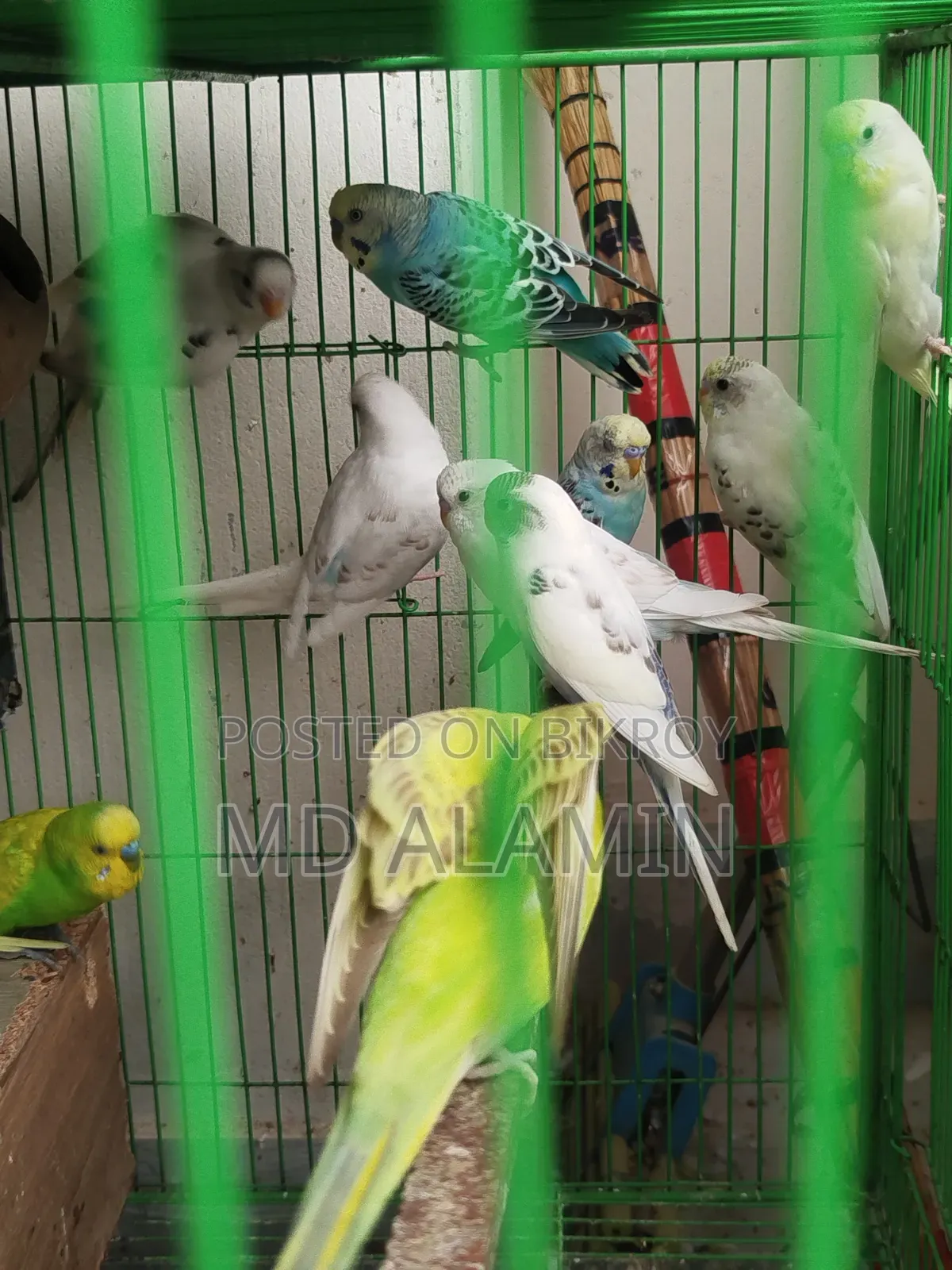 বাজরিগার পাখি