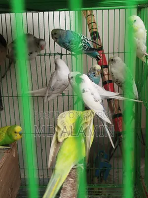 বাজরিগার পাখি