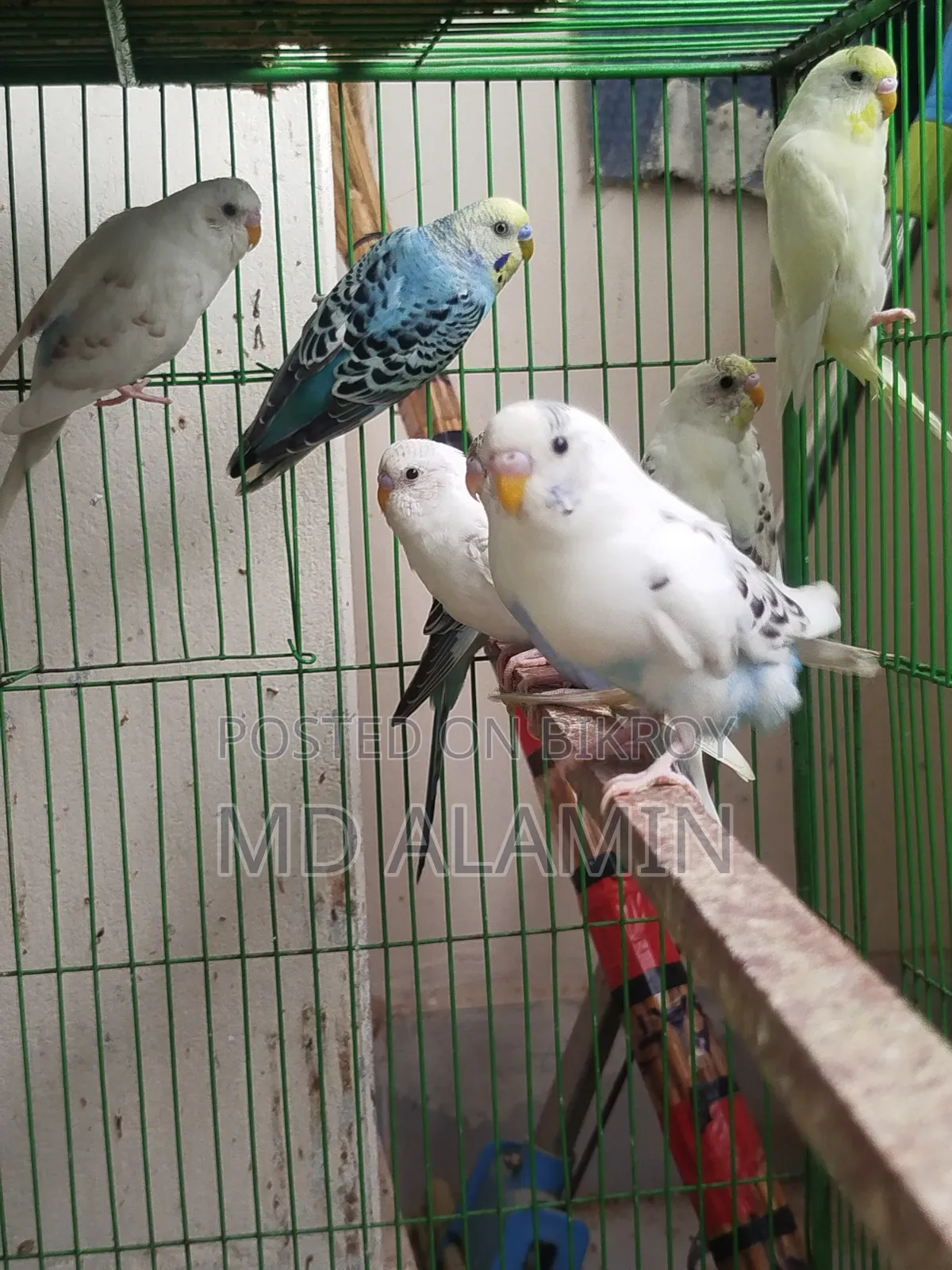 বাজরিগার পাখি