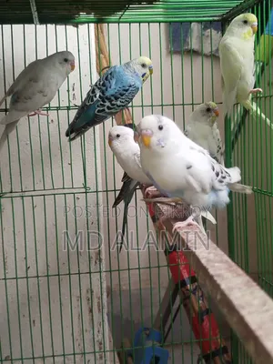 বাজরিগার পাখি
