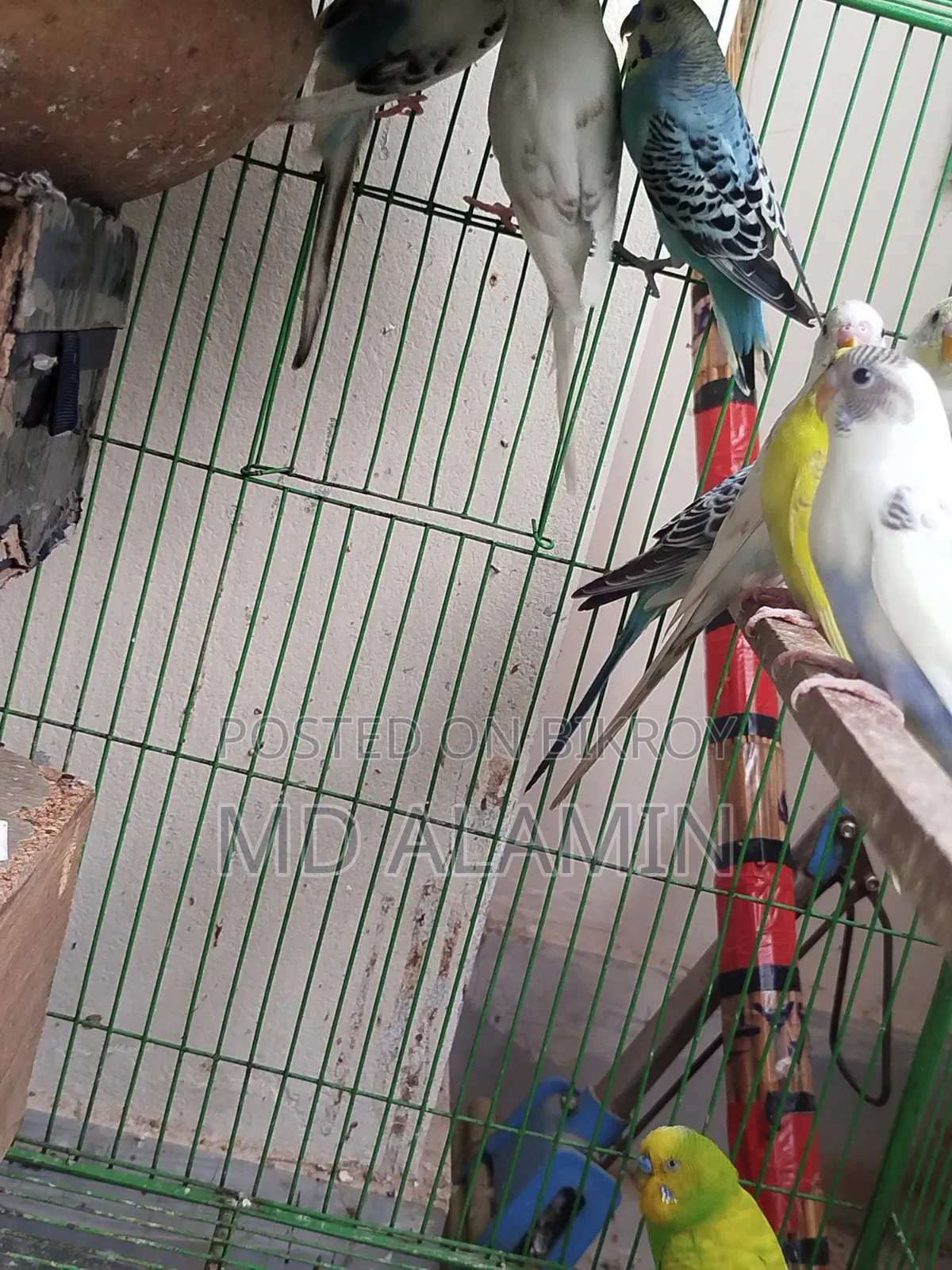 বাজরিগার পাখি