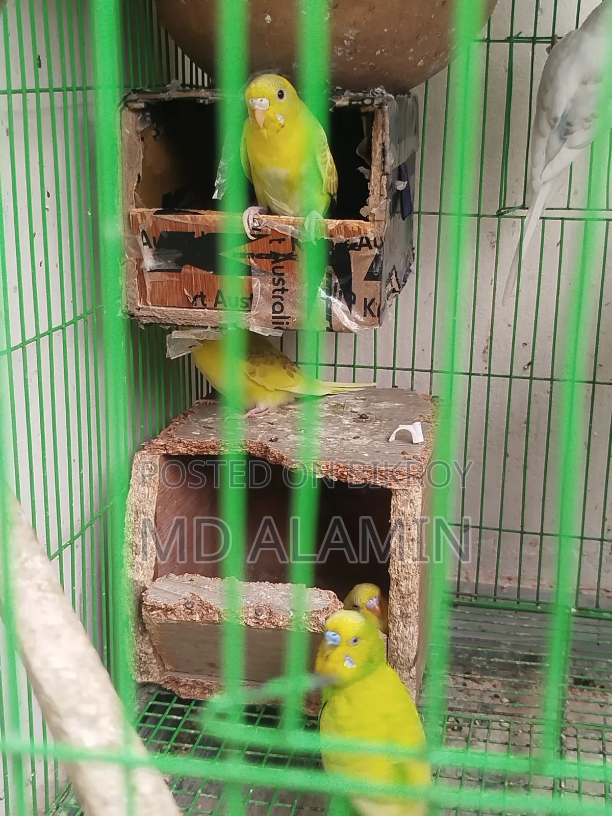 বাজরিগার পাখি