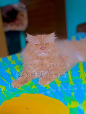 1+ Year Male Purebred Persian