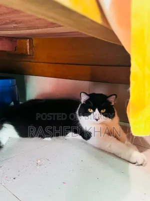 1+ Year Male Purebred Persian