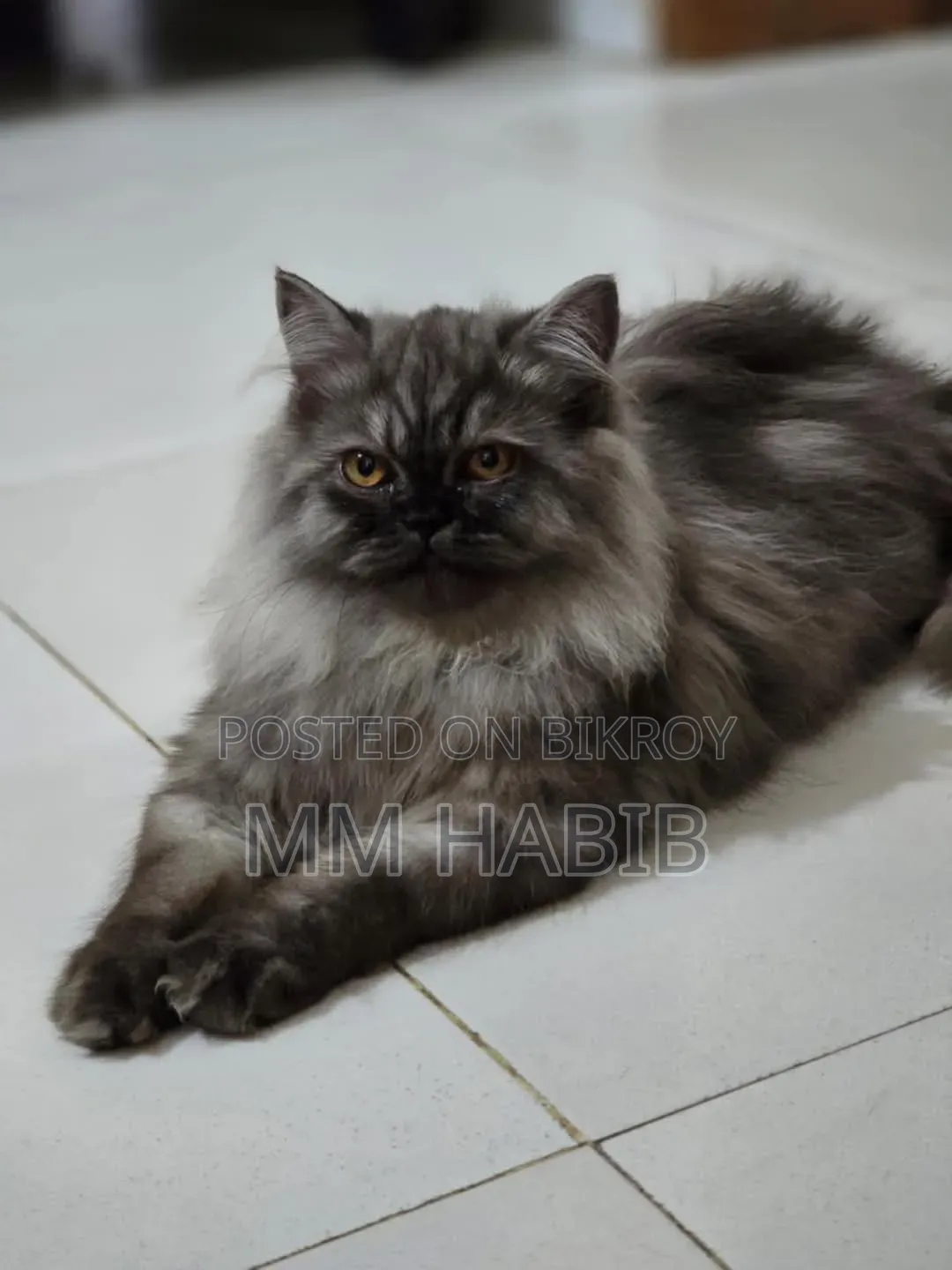 6-12 Months Female Purebred Persian
