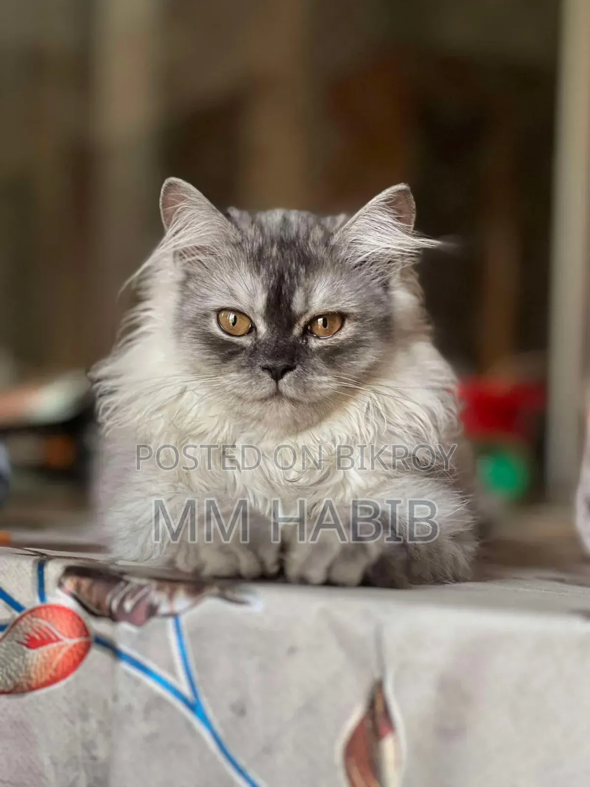 6-12 Months Female Purebred Persian