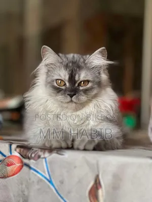 6-12 Months Female Purebred Persian