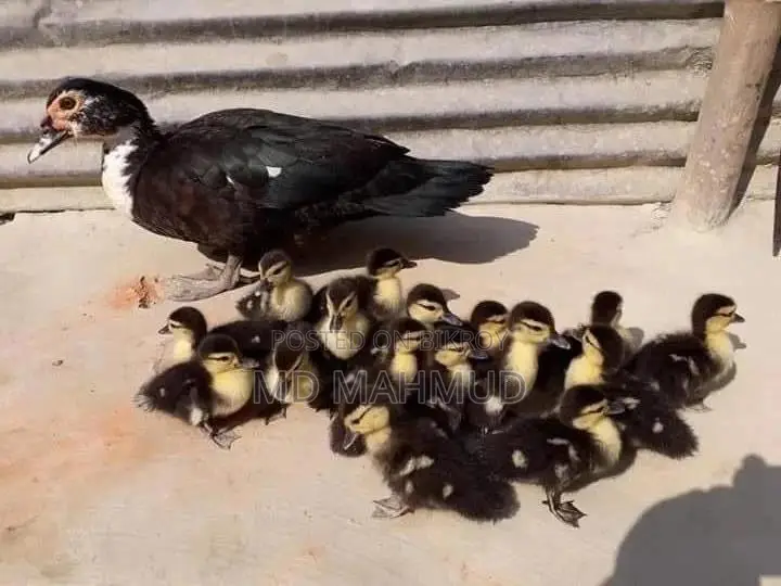 Chinese Ducklings for Sale