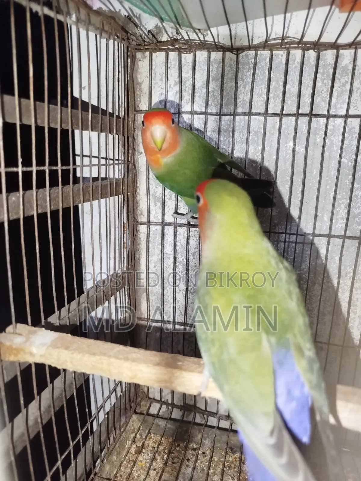 লাভবাড পাখি