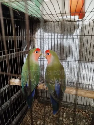 লাভবাড পাখি