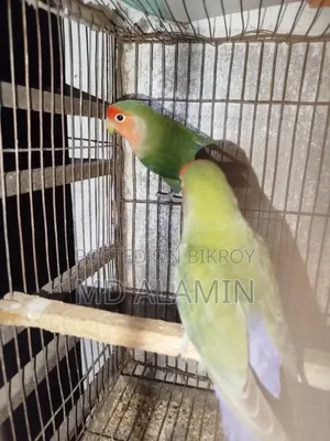 লাভবাড পাখি
