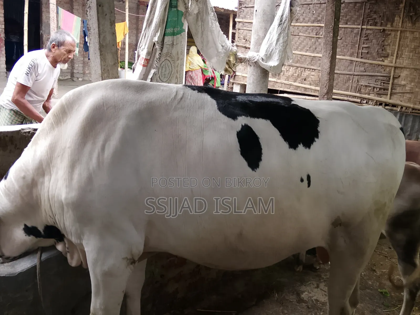 ফ্রিজিয়ান ক্রাস তাগড়া ষাঁর বিক্রয়