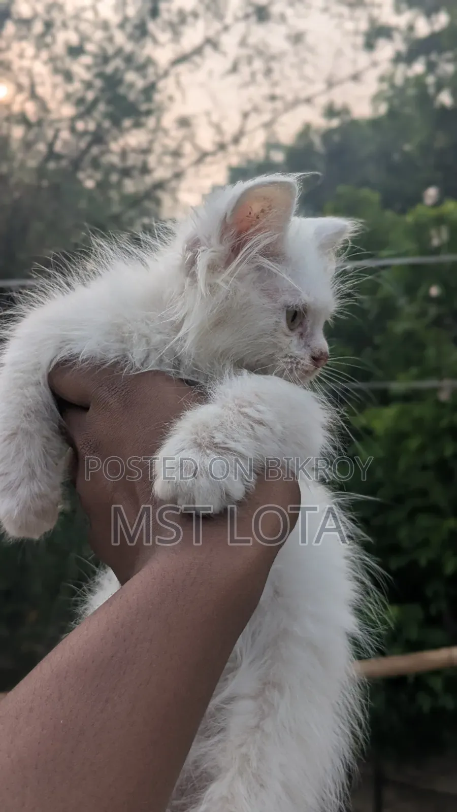 1-3 Months Male Purebred Persian Cat
