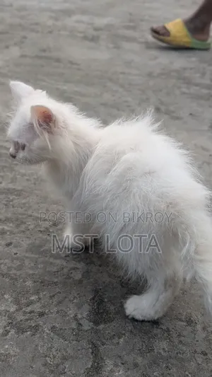 1-3 Months Male Purebred Persian Cat