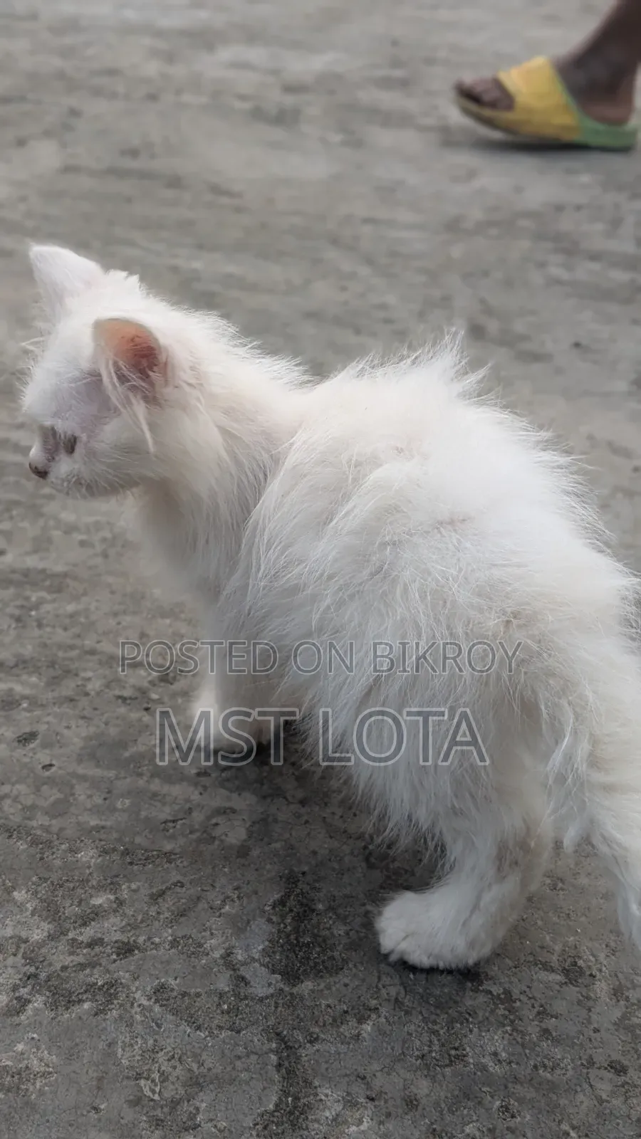 1-3 Months Male Purebred Persian Cat