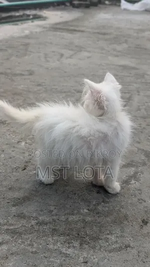 1-3 Months Male Purebred Persian Cat