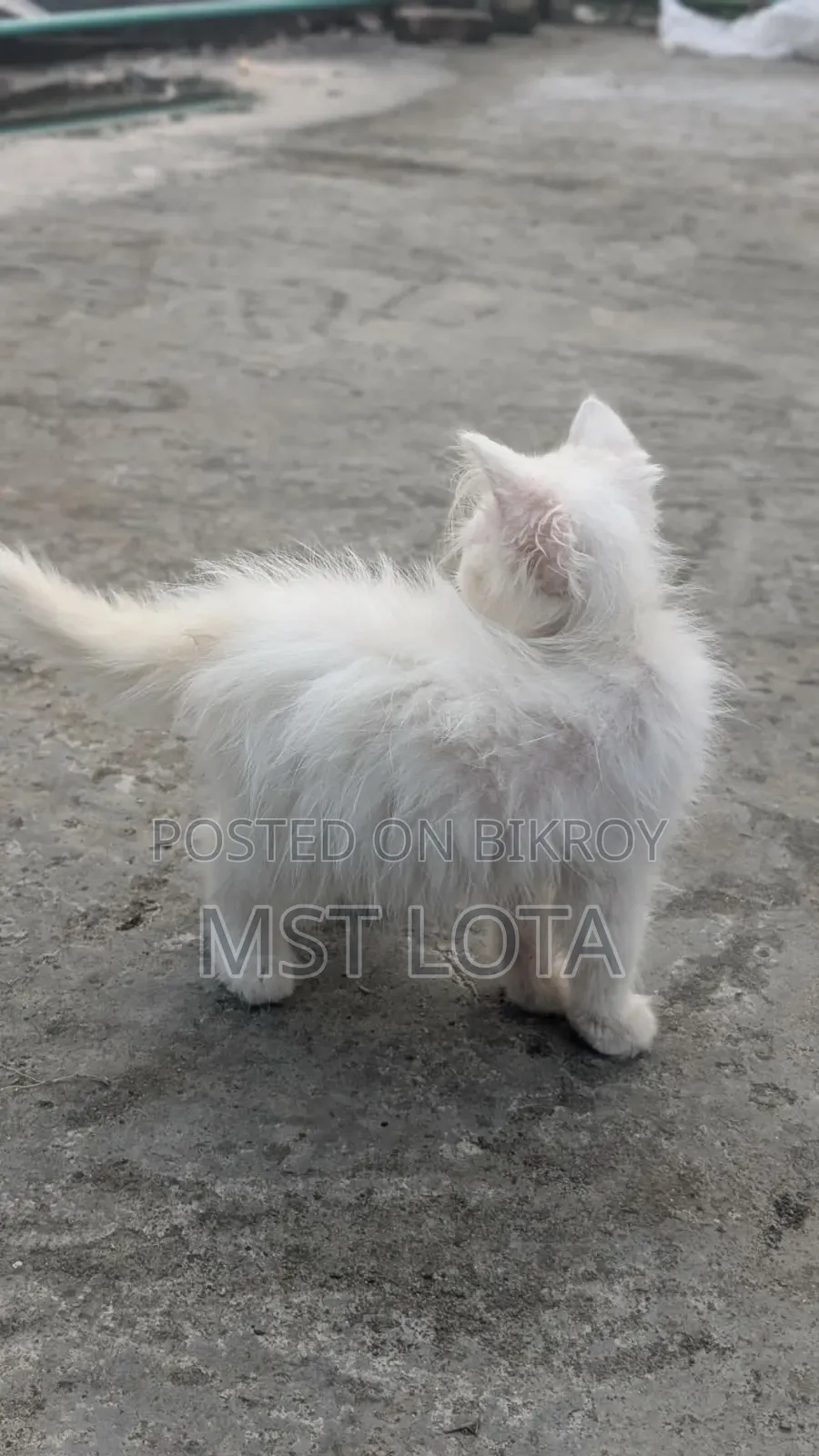 1-3 Months Male Purebred Persian Cat