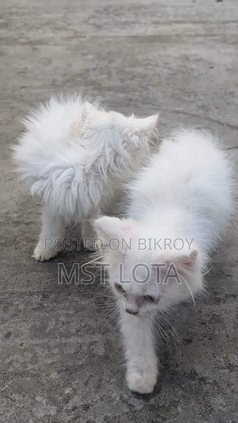 1-3 Months Male Purebred Persian Cat