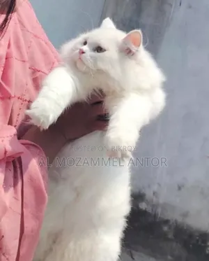 Persian Cat